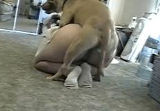 Vídeo de mulher gorda dando para cachorro pirocudo