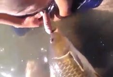Zoofilia amadora peixe chupando pau do homem